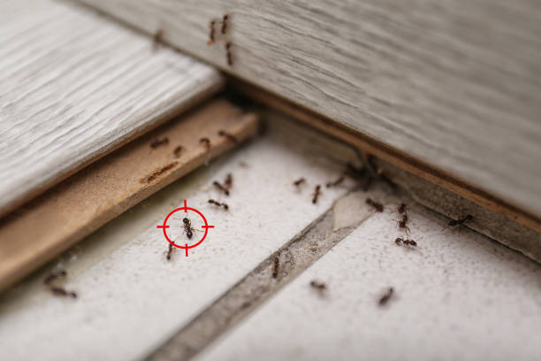Best Ant Control Services  in Comanche, TX