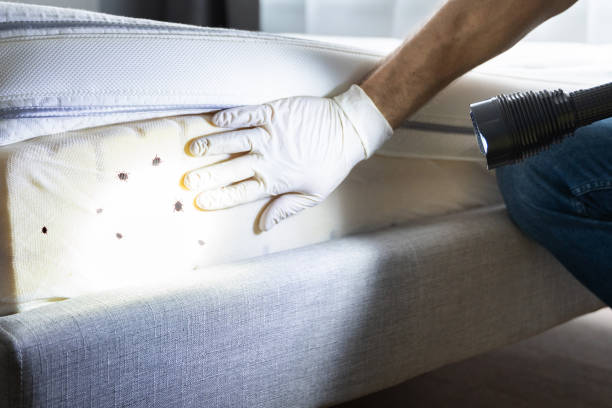 Best Flea Control Services  in Comanche, TX
